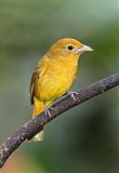 Summer Tanager