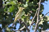 Painted Bunting