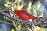 Summer Tanager