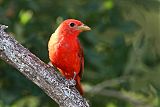 Summer Tanager