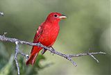 Summer Tanager