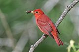 Summer Tanager