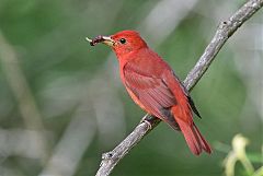 Summer Tanager