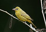 Summer Tanager