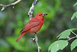 Summer Tanager