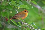 Summer Tanager