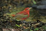 Summer Tanager