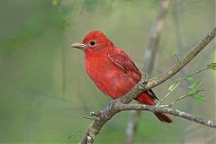 Summer Tanager