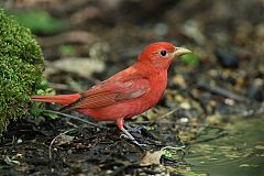 Summer Tanager