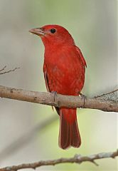 Summer Tanager