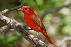 Summer Tanager