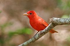 Summer Tanager