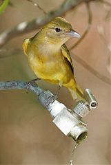 Summer Tanager