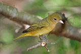 Summer Tanager