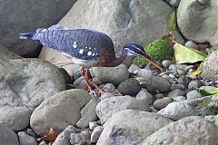 Sunbittern