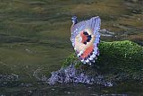 Sunbittern