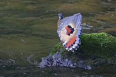 Sunbittern