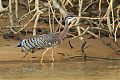 Sunbittern Sunbittern
