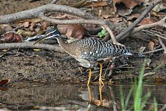 Sunbittern