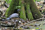 Sunbittern