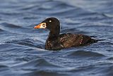 Surf Scoter