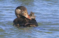 Surf Scoter