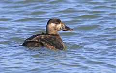 Surf Scoter