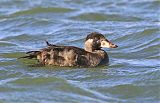 Surf Scoter