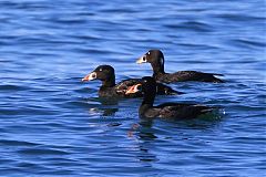 Surf Scoter