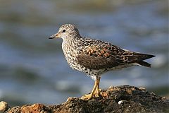 Surfbird