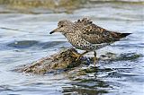 Surfbird