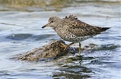 Surfbird