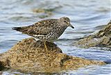 Surfbird