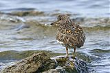 Surfbird