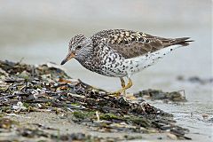 Surfbird