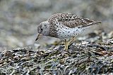 Surfbird