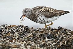 Surfbird