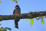 Surucua Trogon