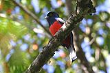 Surucua Trogon