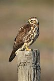 Swainson's Hawk