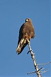 Swainson's Hawk