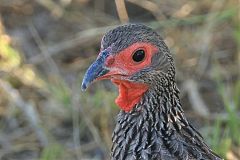 Swainson's Spurfowl