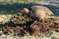 Swainson's Francolin