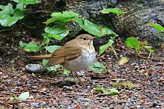 Swainson's Thrush