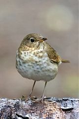Swainson's Thrush