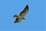 Swainson's Hawk