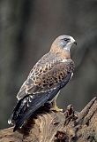 Swainson's Hawk