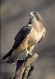 Swainson's Hawk