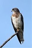 Swainson's Hawk