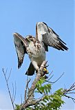 Swainson's Hawk